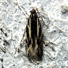 Eralea albalineella