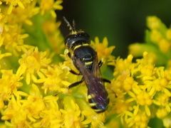 Ectemnius lapidarius