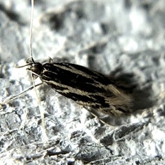 Eralea albalineella