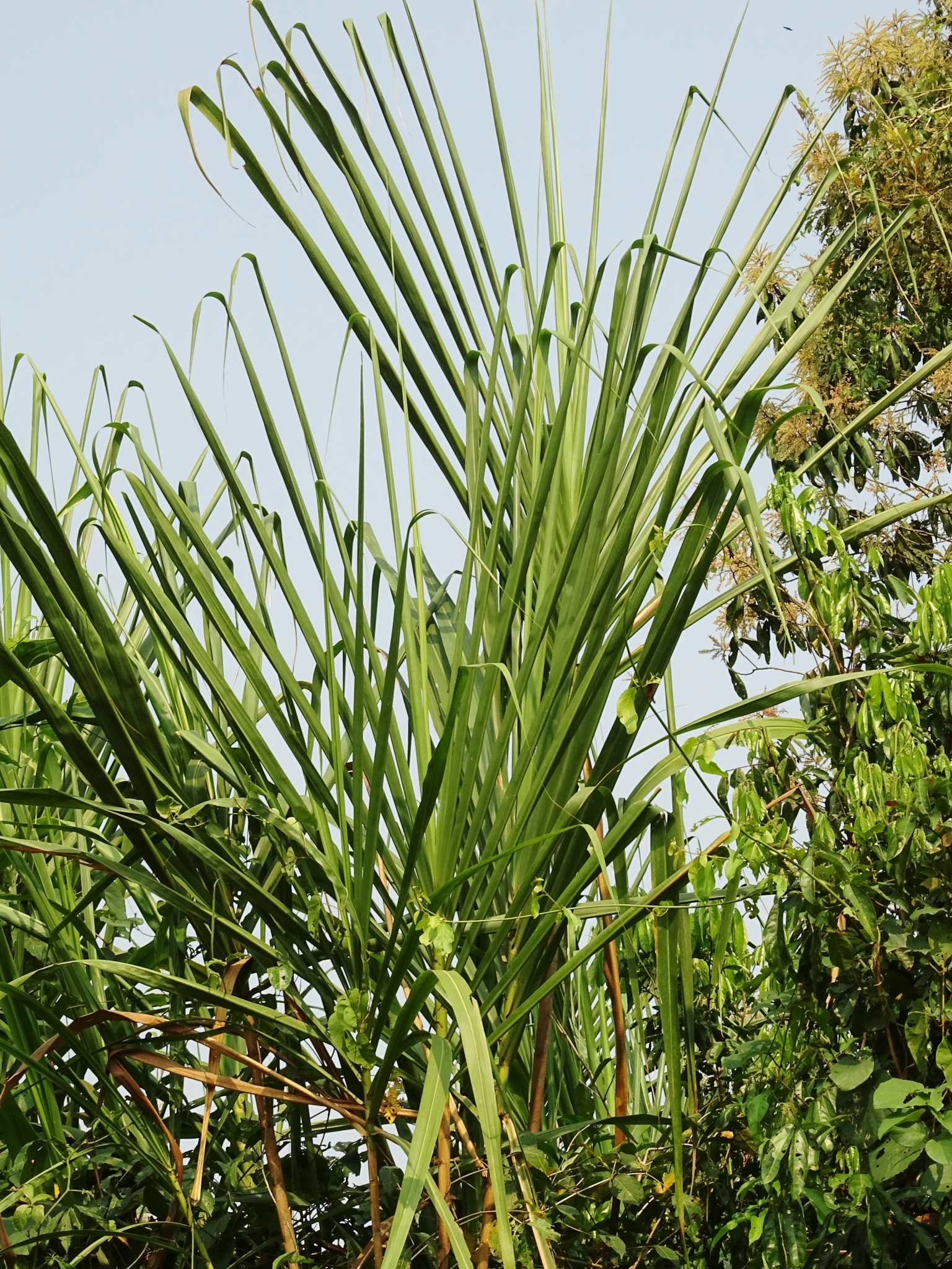 Gynerium sagittatum