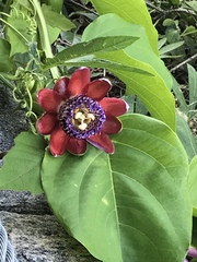 Passiflora alata