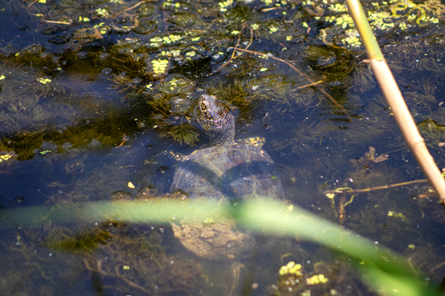 Eastern Pond Turtle