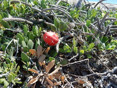 Peniocereus striatus