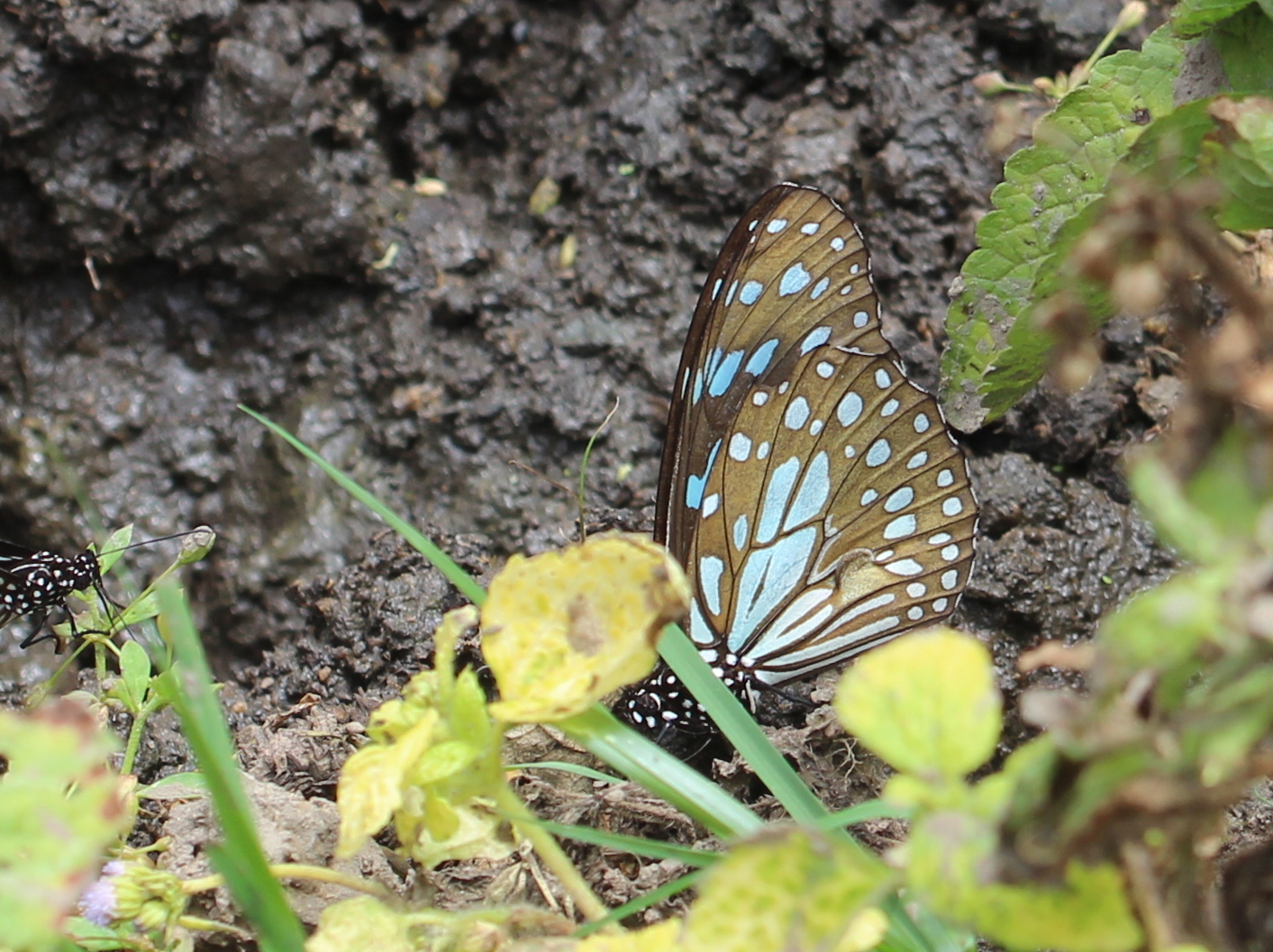 Blue Tiger