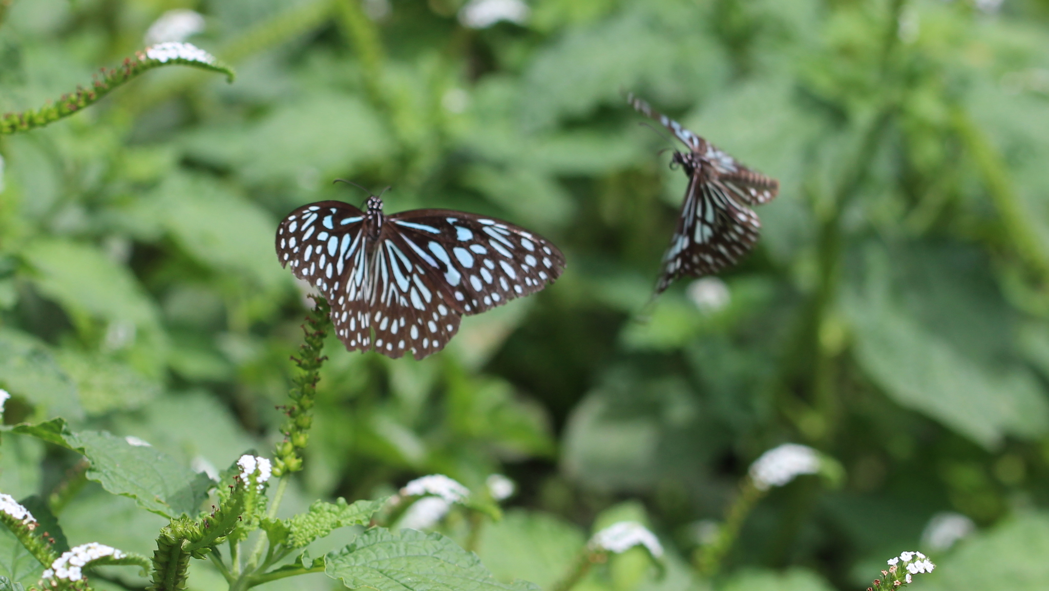 Dark Blue Tiger