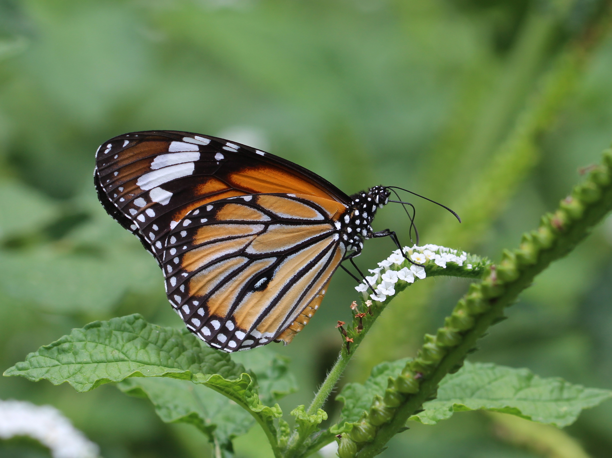 Striped Tiger