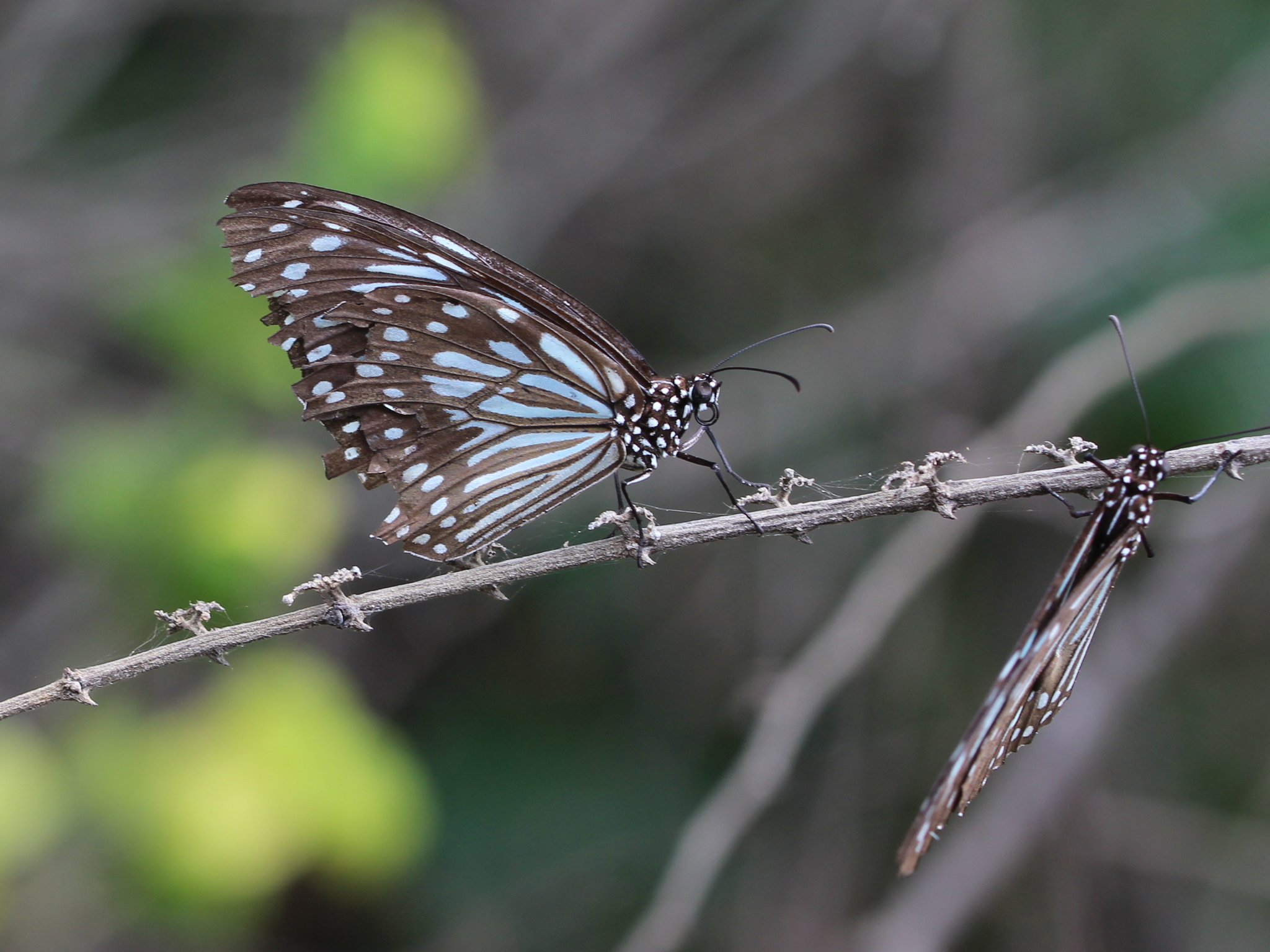Dark Blue Tiger