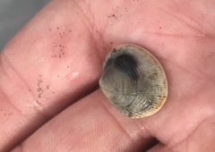 Ruditapes philippinarum