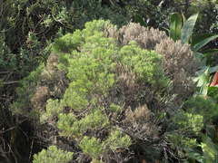 Veronica cupressoides