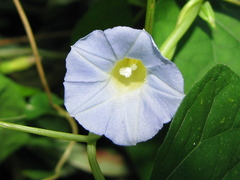Ipomoea aristolochiifolia