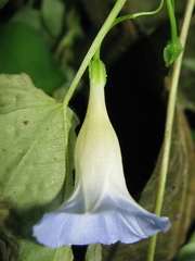 Ipomoea aristolochiifolia