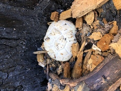 Neolentinus ponderosus