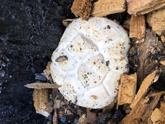 Neolentinus ponderosus