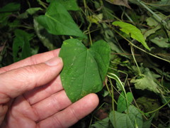 Ipomoea aristolochiifolia