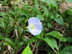 Ipomoea aristolochiifolia