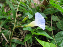 Ipomoea aristolochiifolia