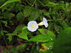 Ipomoea aristolochiifolia