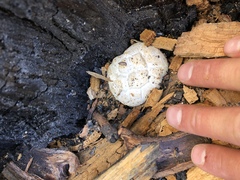 Neolentinus ponderosus