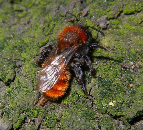Tawny mining bee