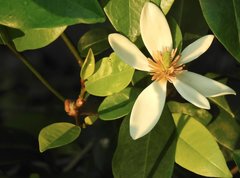 Magnolia figo