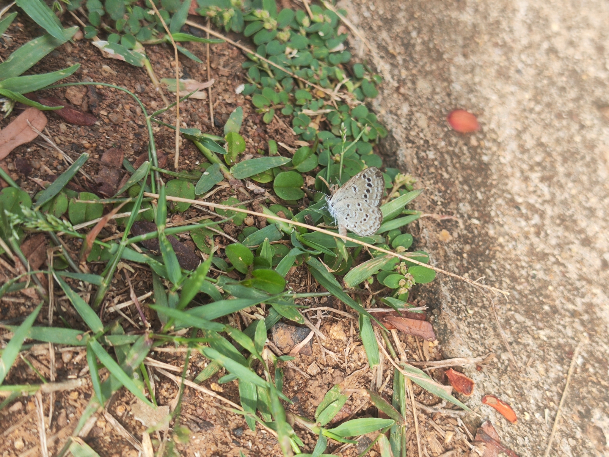 Lesser Grass Blue
