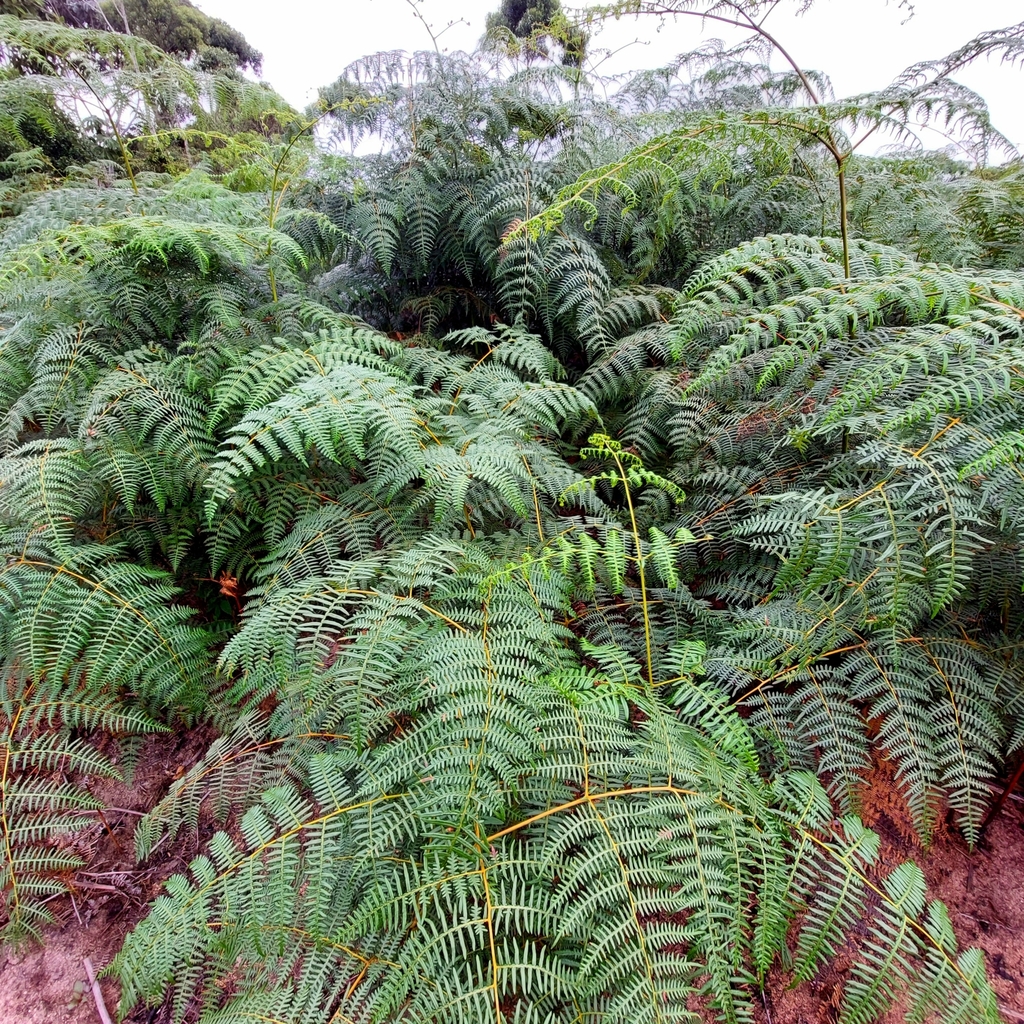 tropical brackenfern