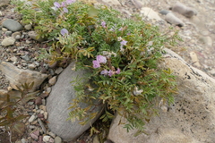 Astragalus vexilliflexus