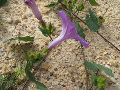 Ipomoea crinicalyx