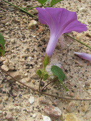 Ipomoea crinicalyx
