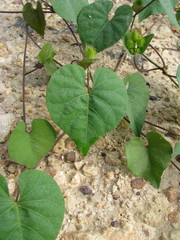 Ipomoea crinicalyx