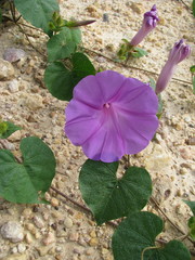 Ipomoea crinicalyx