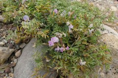 Astragalus vexilliflexus