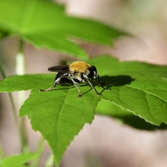 Pterallastes thoracicus