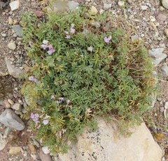Astragalus vexilliflexus