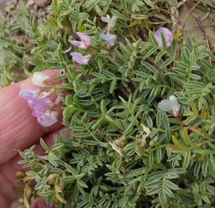 Astragalus vexilliflexus