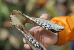 Ursus thibetanus ussuricus