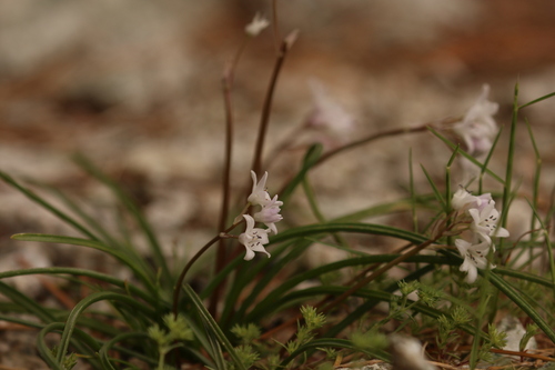 Brimeura fastigiata, photograph 6
