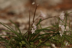 Brimeura fastigiata, photograph author not stated, no rights reserved