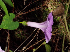 Ipomoea crinicalyx