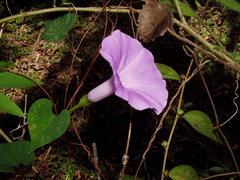 Ipomoea crinicalyx