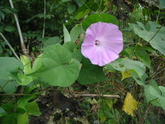 Ipomoea crinicalyx