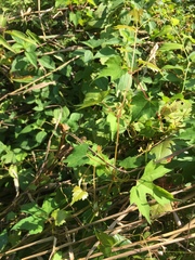 Vitis palmata