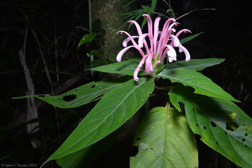 Justicia carnea