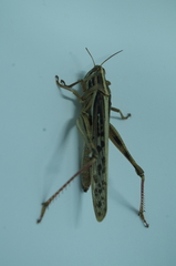 Schistocerca piceifrons