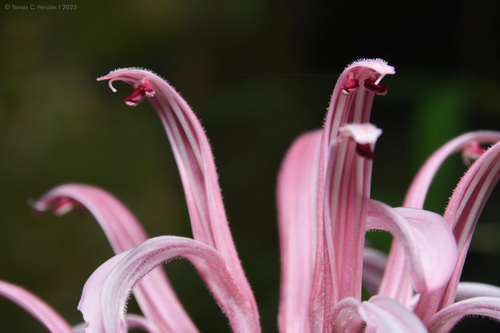 Justicia carnea