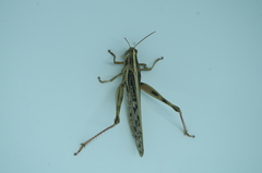 Schistocerca piceifrons