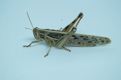 Schistocerca piceifrons