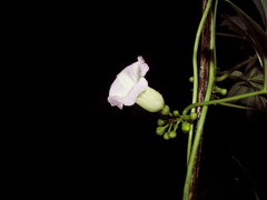 Ipomoea heterodoxa