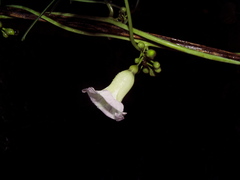 Ipomoea heterodoxa
