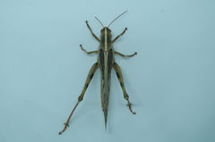 Schistocerca piceifrons